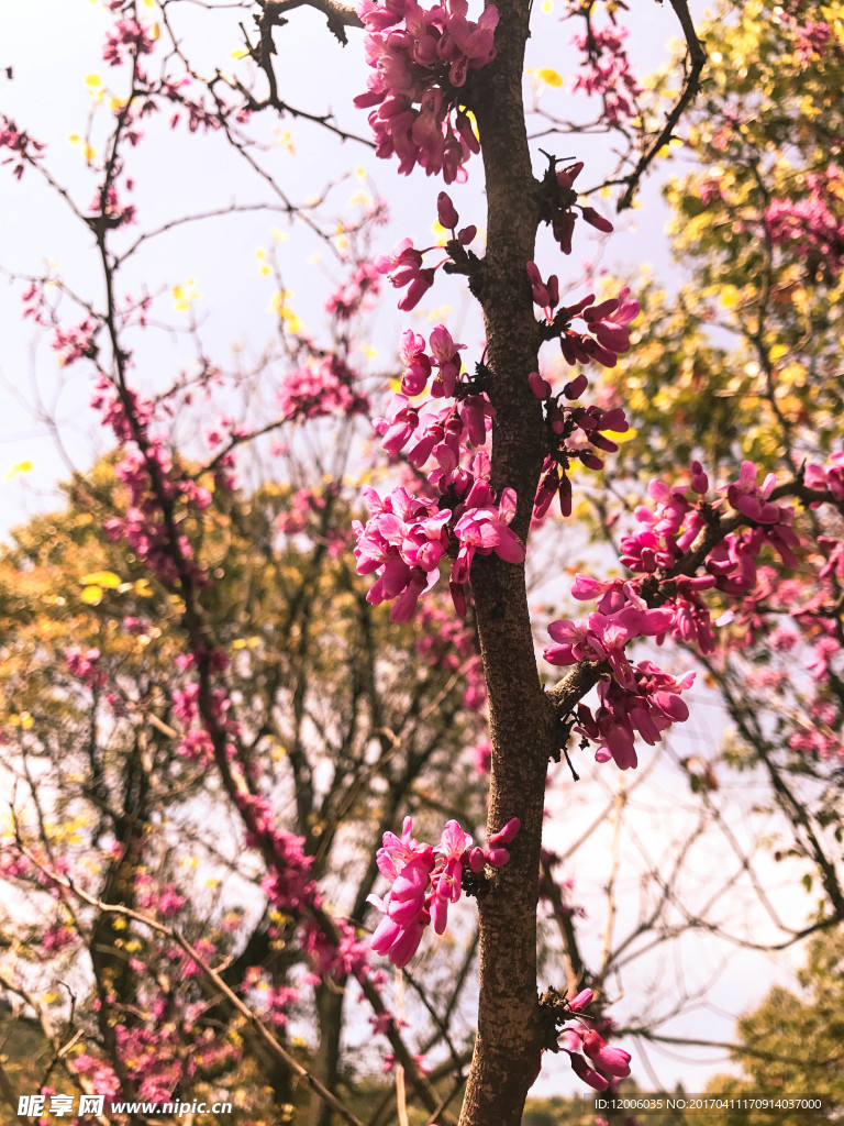 花枝