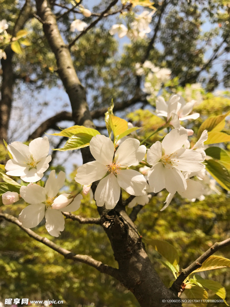 樱花