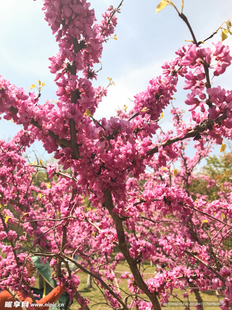 花枝