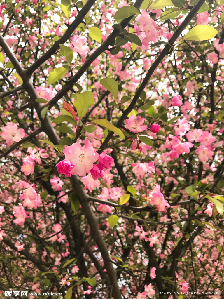 苹果花