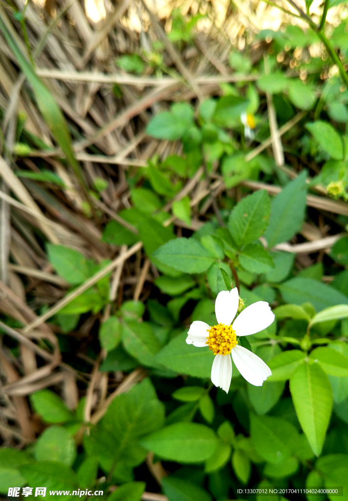 小白花