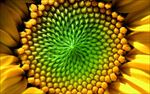 花蕊