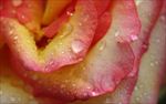 花瓣