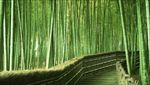 竹林
