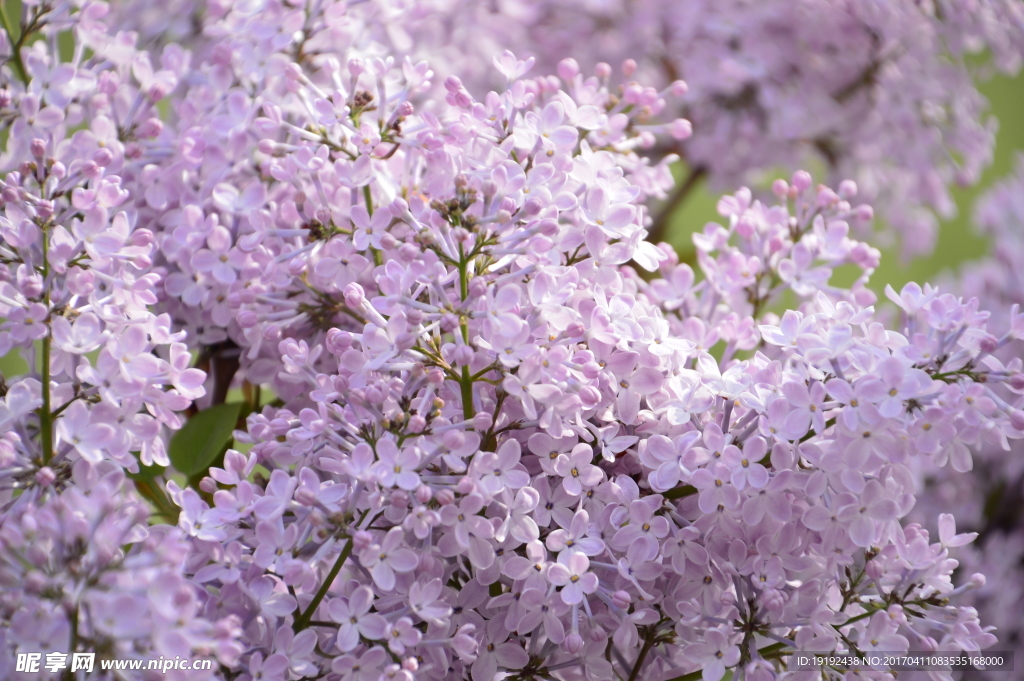 丁香花