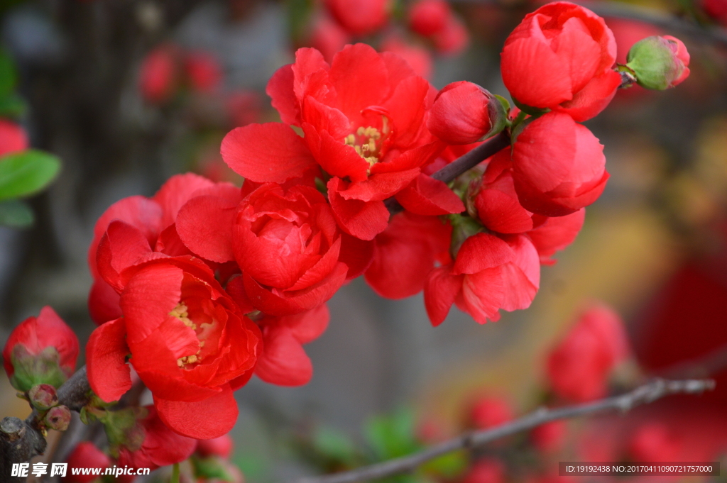 海棠花
