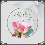 荷花背景
