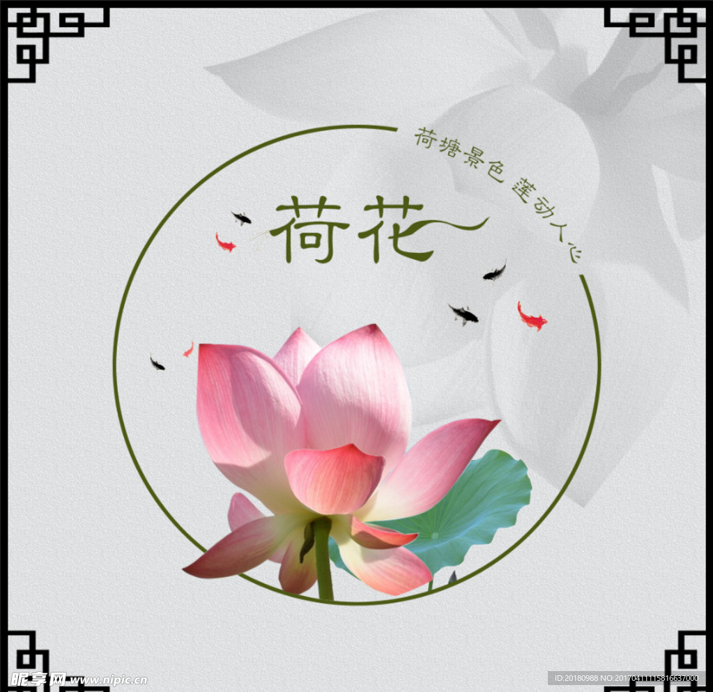 荷花背景