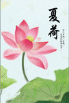 夏荷