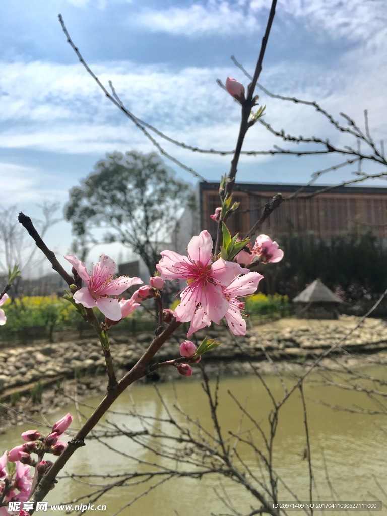 春日桃花枝