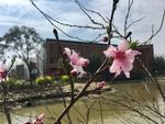 桃花里的风景