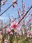 阳山桃花