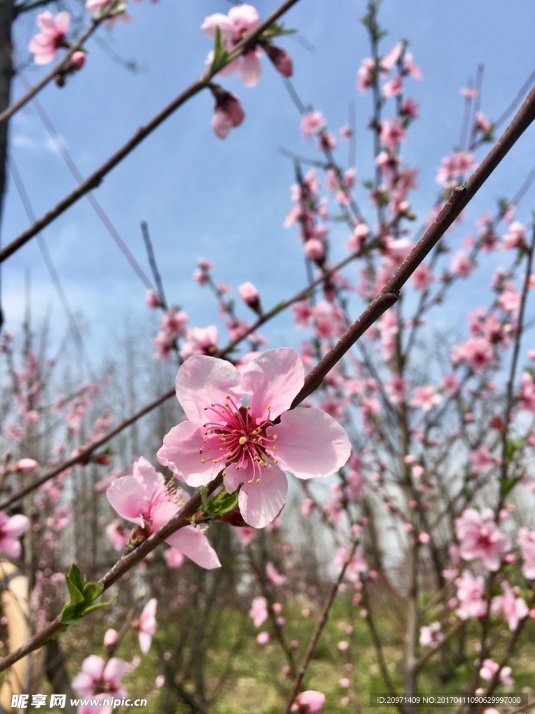 阳山桃花