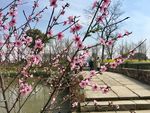 桃花里看世界