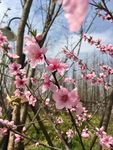桃花怒放