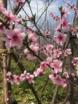 桃花盛放