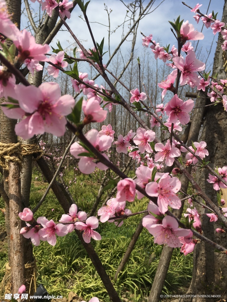 桃花盛放