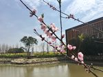 桃花枝
