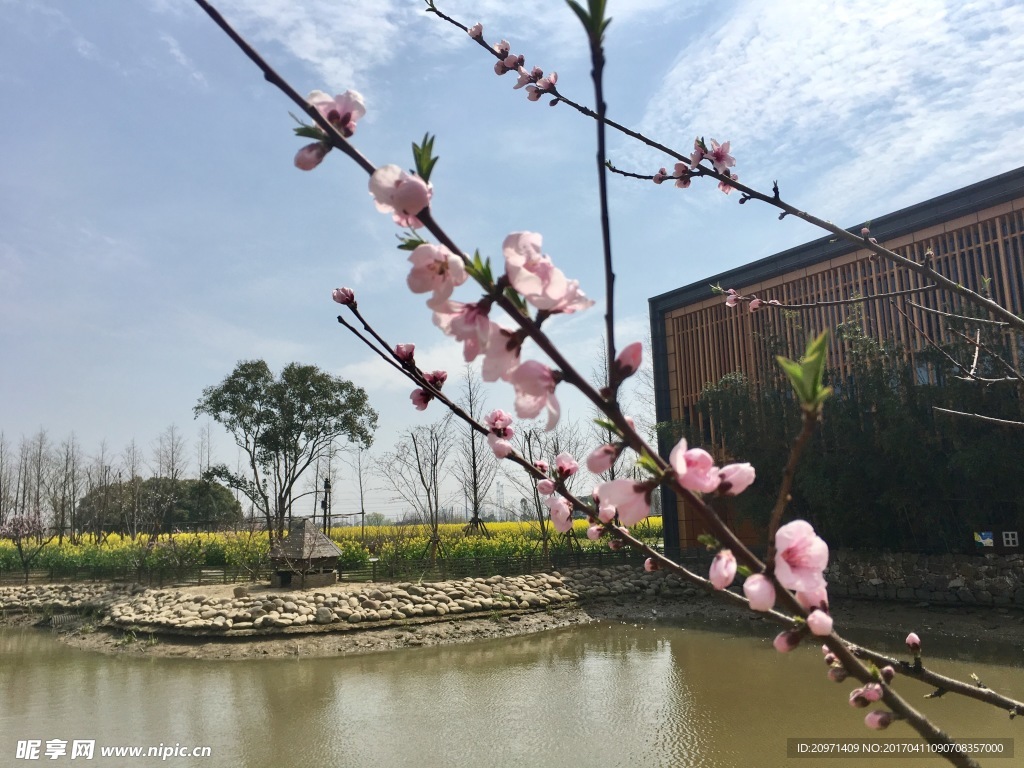 桃花枝