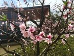田园桃花