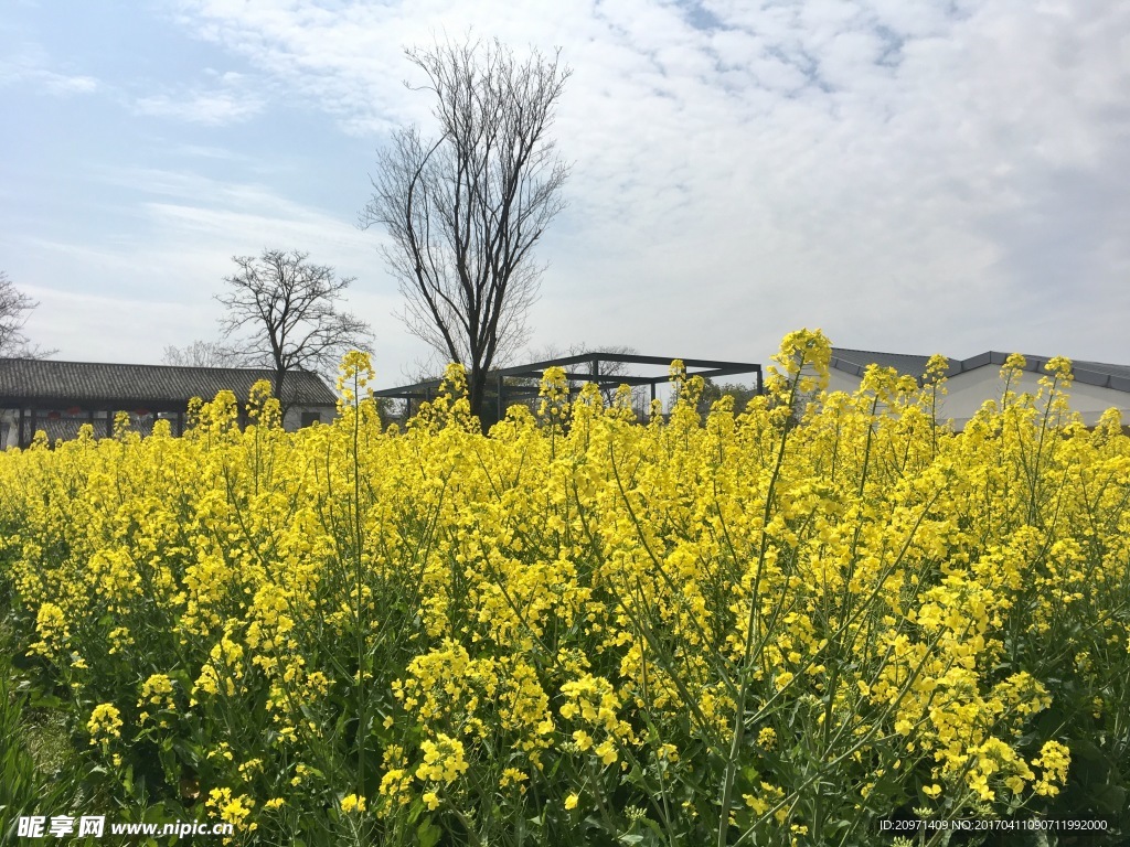 四月油菜花
