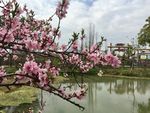 湖畔桃花