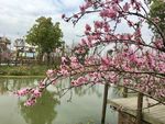 桥畔桃花