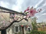 江南桃花