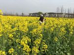 油菜花里的风景