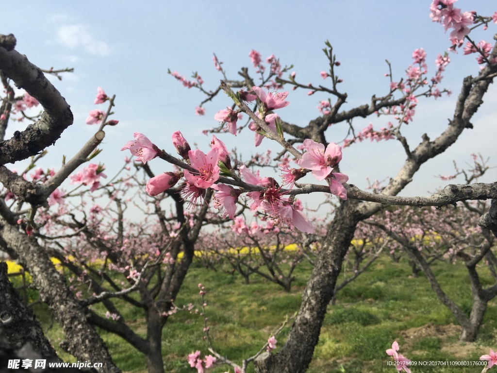 满园桃花