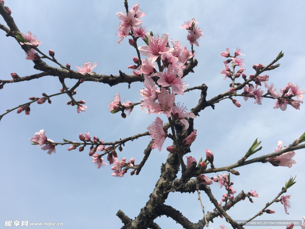 桃花的世界