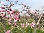 十里桃花