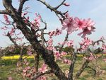 桃花桩