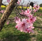 桃花蕊
