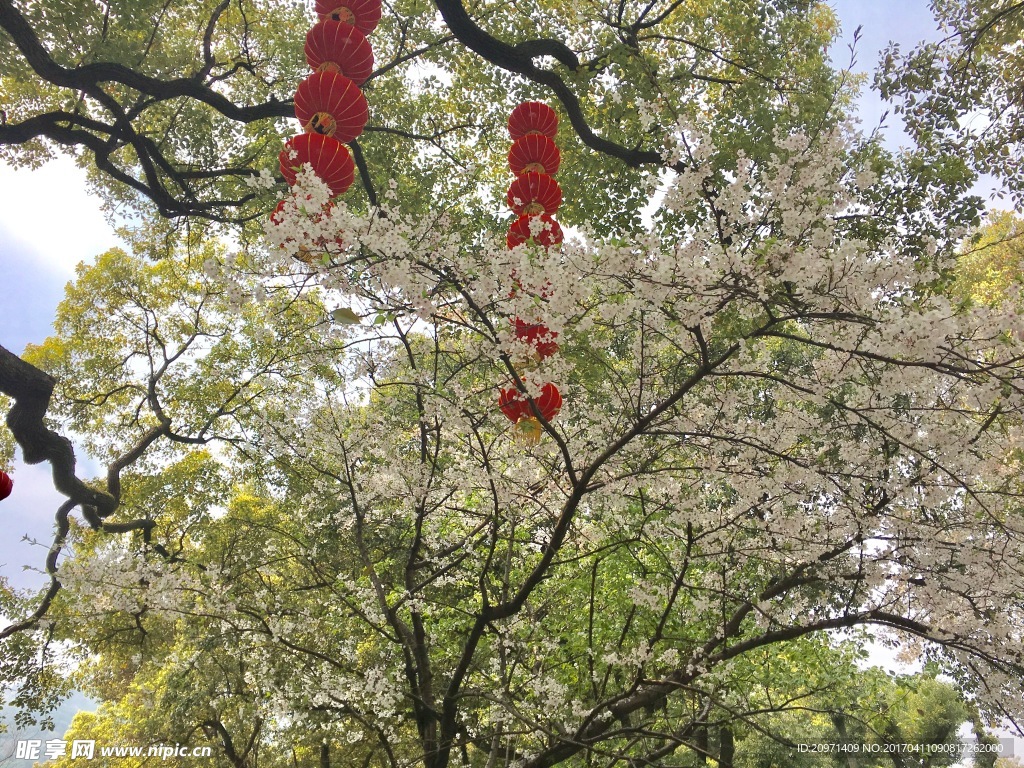 樱花树