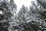森林之雪