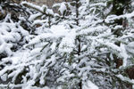 雪枝