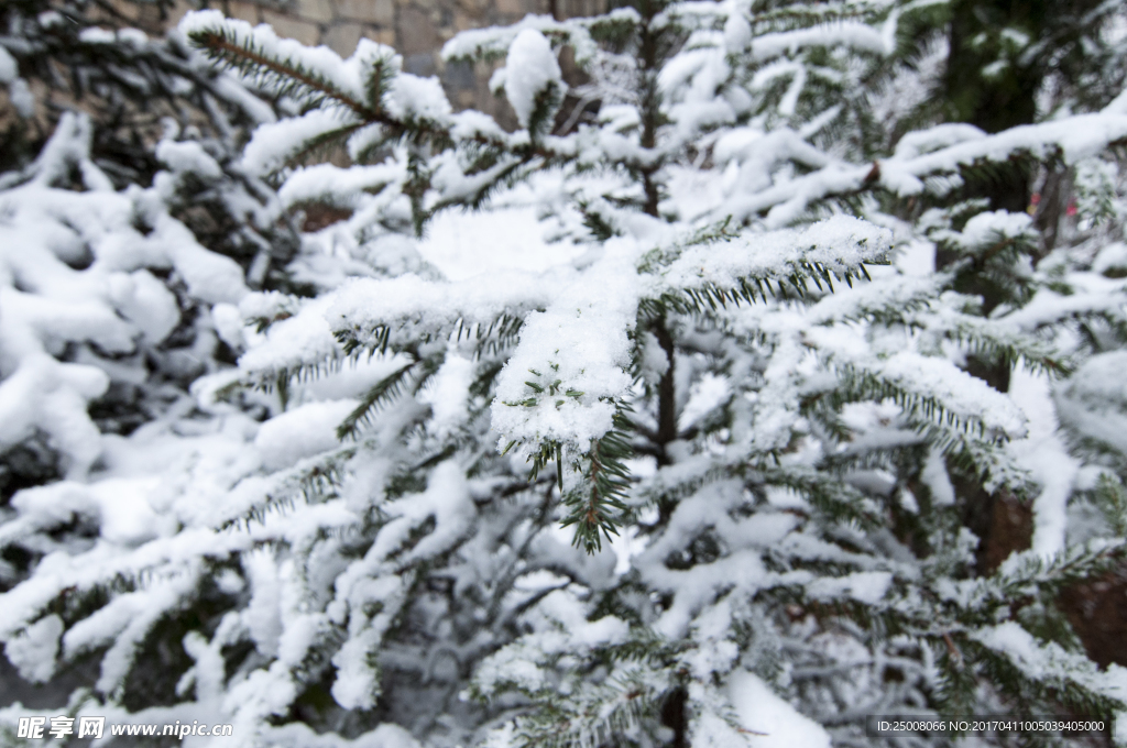 雪枝