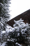雪枝