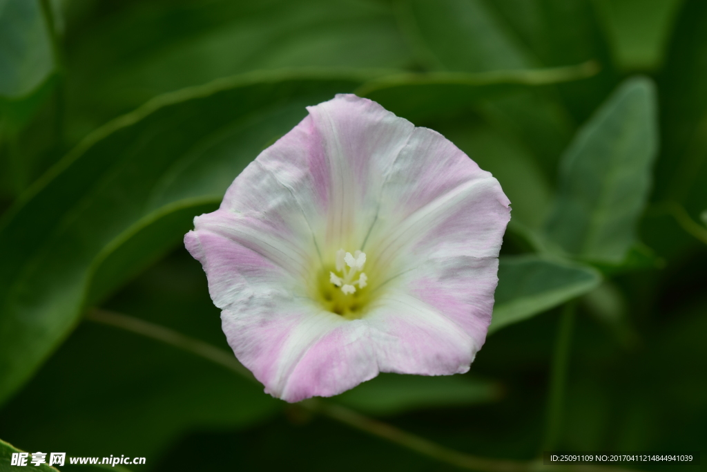 昆虫与繁花