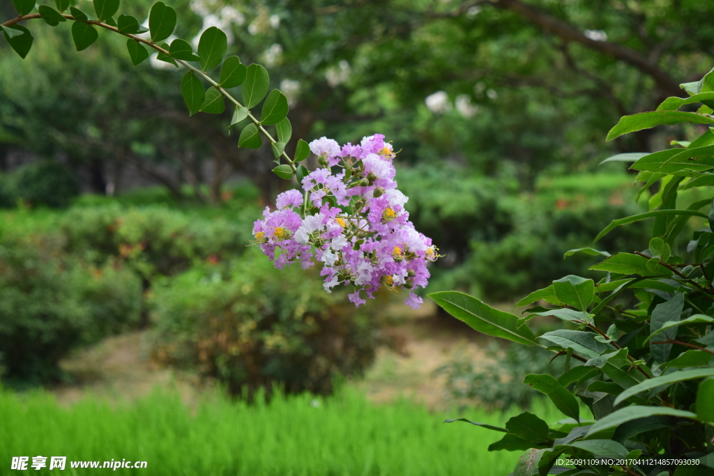 紫薇花