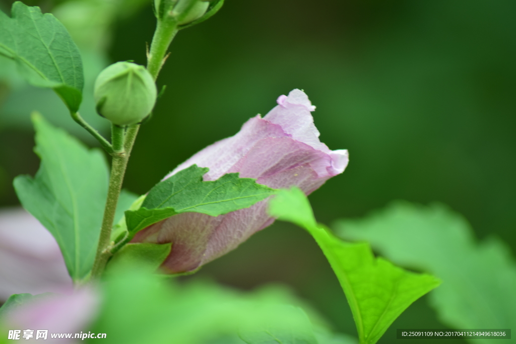 木芙蓉