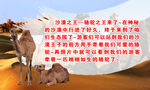骆驼立体画简介