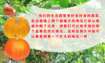 南瓜立体画简介