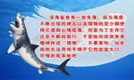深海鲨鱼立体化简介