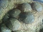 恐龙蛋
