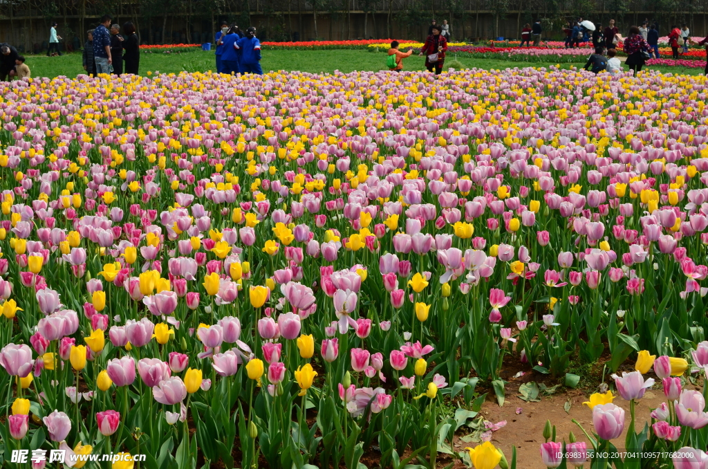 郁金香花海