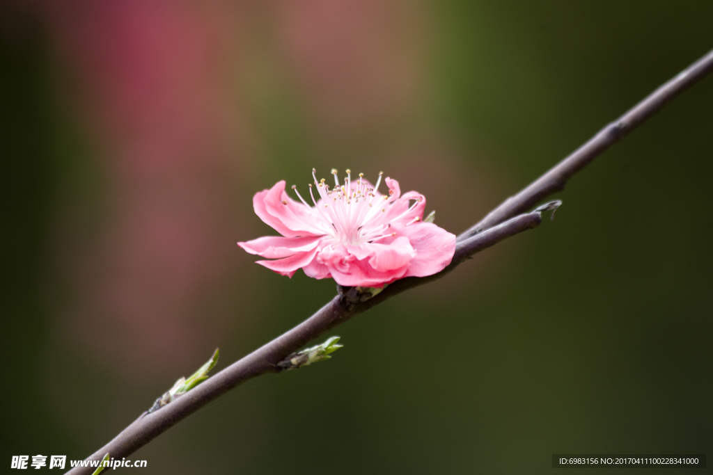 红色桃花 桃枝