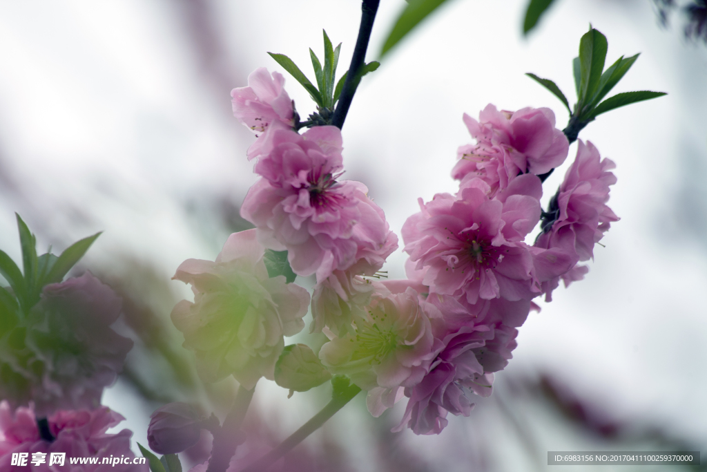 粉色桃花