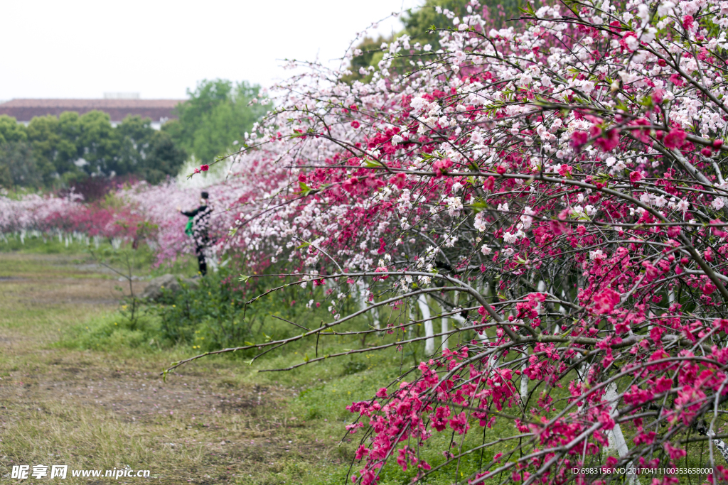 桃林 桃花